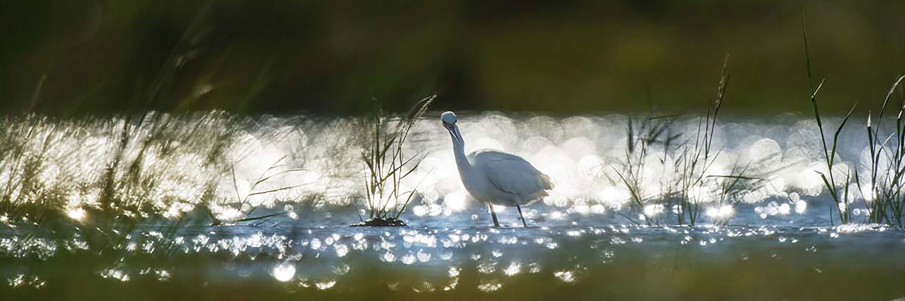 A bird on the water